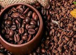 Granos de café peruano de exportación premium